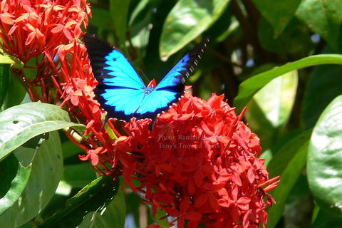 Daintree Rainforest, Cape Tribulation, Mossman Gorge In A Day - Accommodation Guide 9
