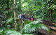 Full Day Daintree Rainforest And Mossman Gorge Tour - thumb 2
