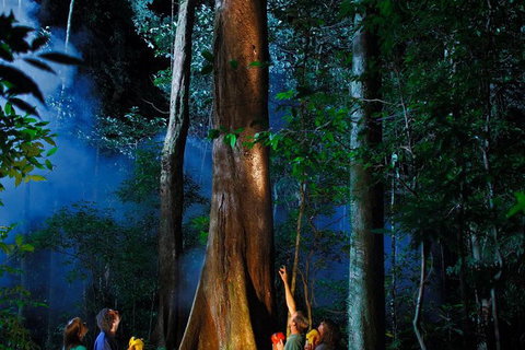 Daintree Rainforest Night Walk From Cape Tribulation - Accommodation Asia 1
