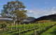 Full Day Mount Tamborine Winery Tour From Gold Coast - thumb 15