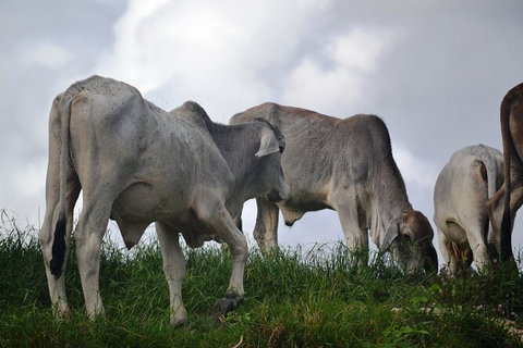 Daintree River Cruise - Accommodation Asia 6