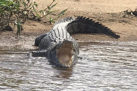 Daintree River Cruise - Accommodation Asia 5