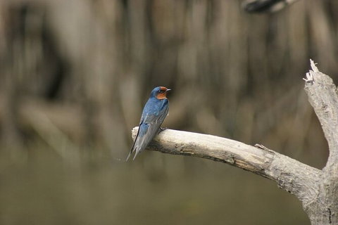 Daintree River Cruise - Accommodation Asia 8