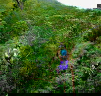 Tamborine Mountain Daily Service Treetop Challenge and Thunderbird Park - Accommodation Asia