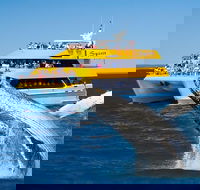 Spirit of Hervey Bay Whale Watching Cruise