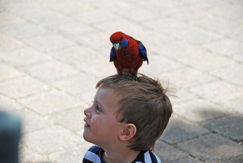 O'Reilly's Lamington National Park And Treetop Canopy Tour - Accommodation China 7