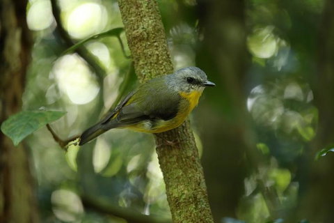 O'Reilly's Lamington National Park And Treetop Canopy Tour - Accommodation China 3