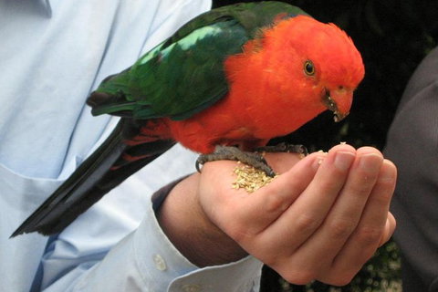 O'Reilly's Lamington National Park And Treetop Canopy Tour - Accommodation China 1