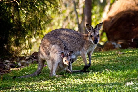 Koalas, Kangaroos & Mt Coot-tha Scenic Views Private Tour With Local Guide - Accommodation Guide 1