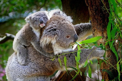 Koalas, Kangaroos & Mt Coot-tha Scenic Views Private Tour With Local Guide - Accommodation Guide 0