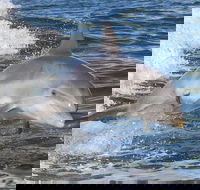 Noosa Oceanrider Scenic Dolphin Safari - Accommodation Guide