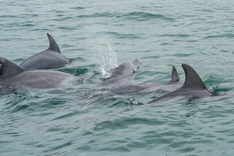 Noosa Oceanrider Scenic Dolphin Safari - Accommodation Guide 3