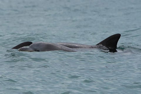 Noosa Oceanrider Scenic Dolphin Safari - Accommodation Guide 4