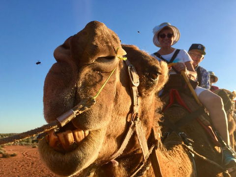 Uluru Small-Group Tour By Camel At Sunrise Or Sunset - Accommodation Asia 7
