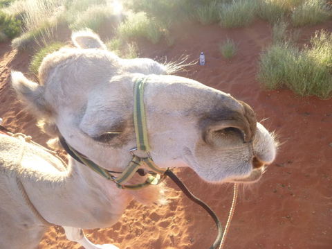 Uluru Small-Group Tour By Camel At Sunrise Or Sunset - Accommodation Asia 10