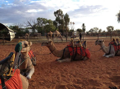 Uluru Small-Group Tour By Camel At Sunrise Or Sunset - Accommodation Asia 24