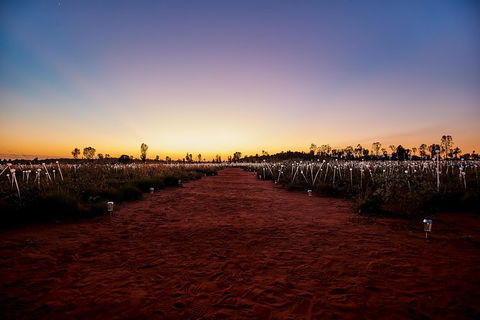 Uluru Field Of Light Sunrise Tour - Accommodation Asia 14