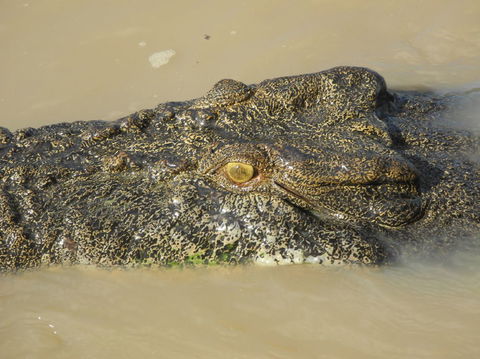 Darwin Jumping Crocodiles Cruise On Adelaide River - Accommodation Guide 4
