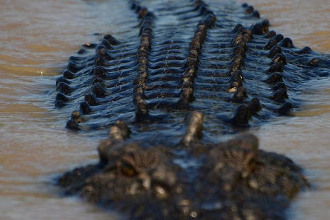 Darwin Jumping Crocodiles Cruise On Adelaide River - Accommodation Guide 1