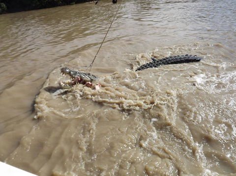 Darwin Jumping Crocodiles Cruise On Adelaide River - Accommodation Guide 8