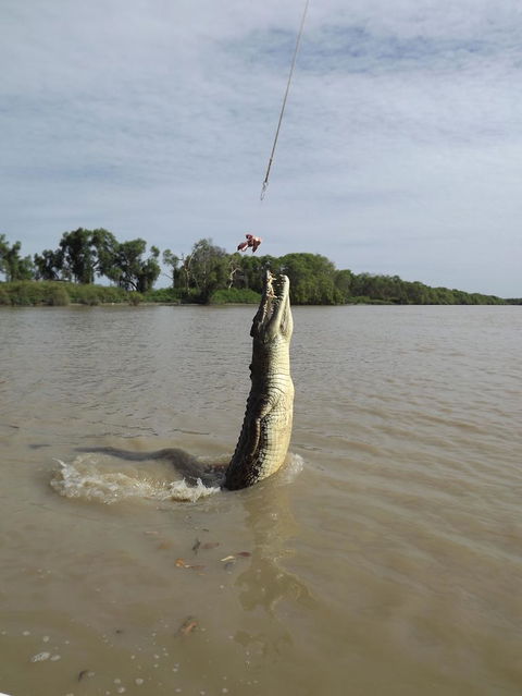 Darwin Jumping Crocodiles Cruise On Adelaide River - Accommodation Guide 2