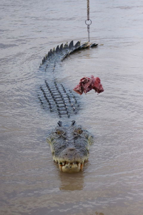 Darwin Jumping Crocodiles Cruise On Adelaide River - Accommodation Guide 7