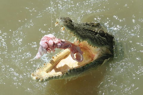 Darwin Jumping Crocodiles Cruise On Adelaide River - Accommodation Guide 0