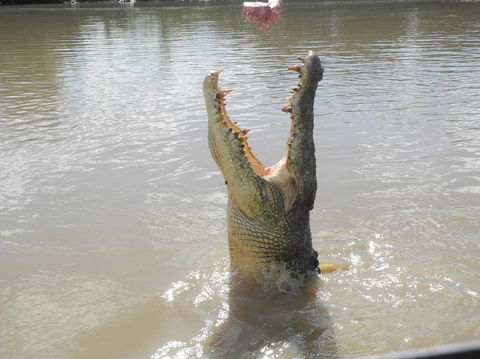 Darwin Jumping Crocodiles Cruise On Adelaide River - Accommodation Guide 5