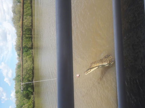 Darwin Jumping Crocodiles Cruise On Adelaide River - Accommodation Guide 3