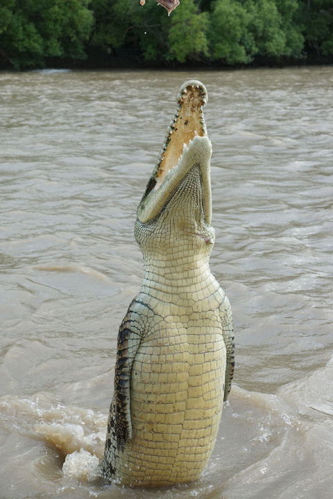Darwin Jumping Crocodiles Cruise On Adelaide River - Accommodation Guide 6