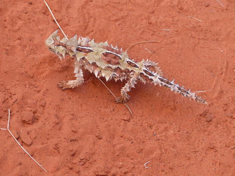Alice Springs Highlights Half-Day Tour - Accommodation Guide 5