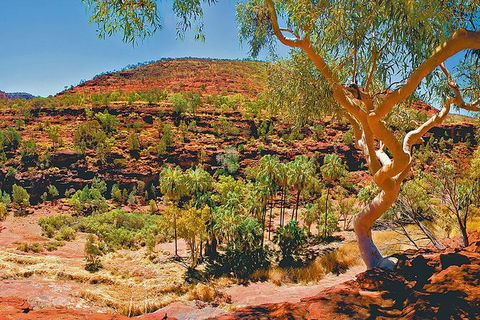 Palm Valley 4WD Tour From Alice Springs - Accommodation Guide 6