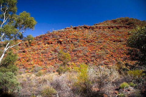 Palm Valley 4WD Tour From Alice Springs - Accommodation Guide 7