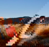 Uluru Sunrise and Kata Tjuta Half Day Trip - Accommodation China