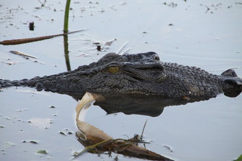 Darwin To Katherine Day Trip By Air Including Nitmiluk (Katherine) Gorge Cruise - Accommodation Asia 3