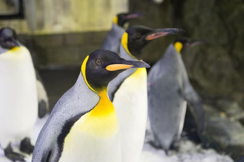 Sydney Attraction Pass: Darling Harbour Experience Ticket - Accommodation Asia 1