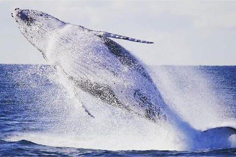 Whale Watching Sailing Experience In Sydney - Accommodation Asia 0