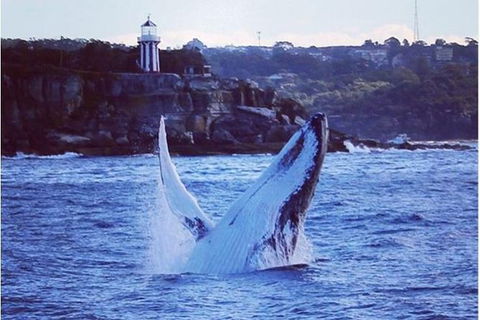 Whale Watching Sailing Experience In Sydney - Accommodation Asia 1