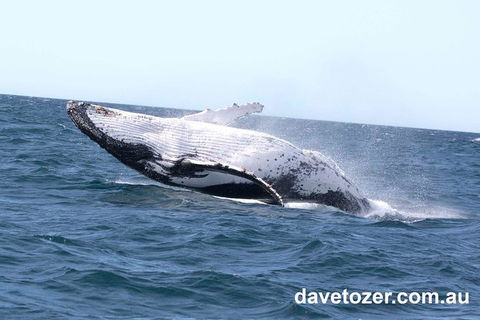Whale Watching Sailing Experience In Sydney - Accommodation Asia 9