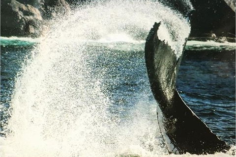 Whale Watching Sailing Experience In Sydney - Accommodation Asia 4