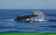 Whale Watching Sailing Experience In Sydney - thumb 8