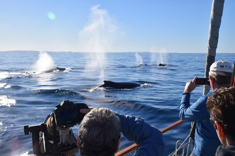 Whale Watching Sailing Experience In Sydney - Accommodation Asia 5