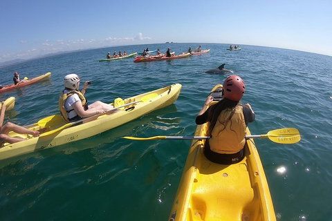 Kayaking With Dolphins In Byron Bay Guided Tour - Accommodation Guide 13