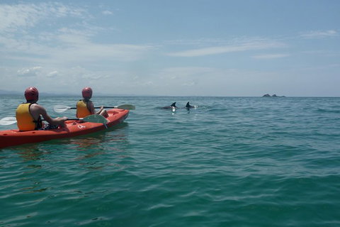 Kayaking With Dolphins In Byron Bay Guided Tour - Accommodation Guide 10