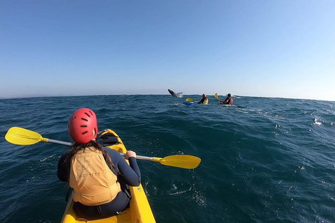 Kayaking With Dolphins In Byron Bay Guided Tour - Accommodation Guide 18