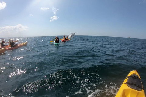 Kayaking With Dolphins In Byron Bay Guided Tour - Accommodation Guide 7