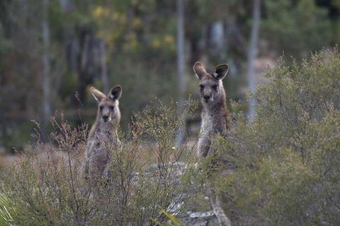 Blue Mountains Small-Group Insider Tour From Sydney - Accommodation Asia 12