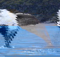 Whale Watching Jervis Bay - Accommodation Asia