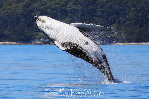 Whale Watching Jervis Bay - Accommodation Asia 0