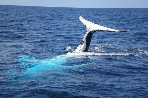 Whale Watching Jervis Bay - Accommodation Asia 7
